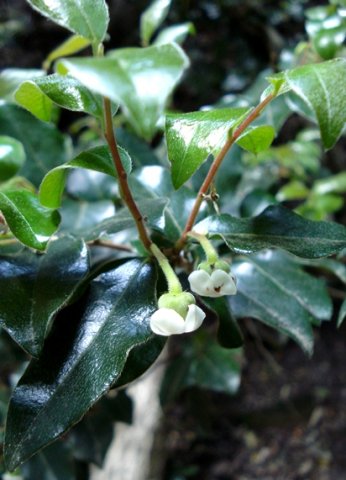 Diospyros whyteana flowers